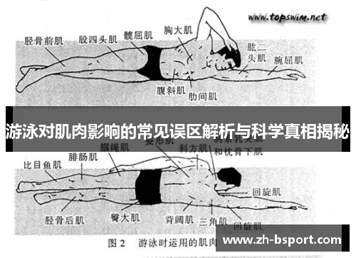 游泳对肌肉影响的常见误区解析与科学真相揭秘